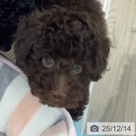 福井県のトイプードル(トイ) (ペットプラス 福井店/2025年9月27日生まれ/男の子/ブラウン)の子犬の3枚目の画像