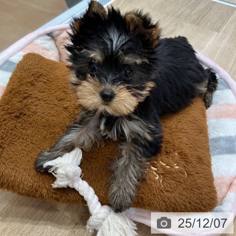 ヨークシャー・テリアの写真