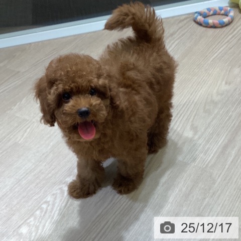 富山県のトイプードル(トイ) (ペットプラス 高岡店/2025年10月2日生まれ/女の子/レッド)の子犬の4枚目の画像