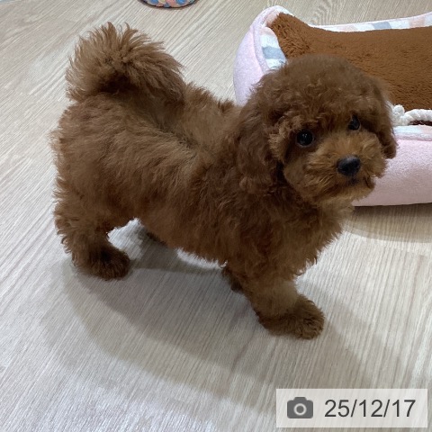 富山県のトイプードル(トイ) (ペットプラス 高岡店/2025年10月2日生まれ/女の子/レッド)の子犬の3枚目の画像