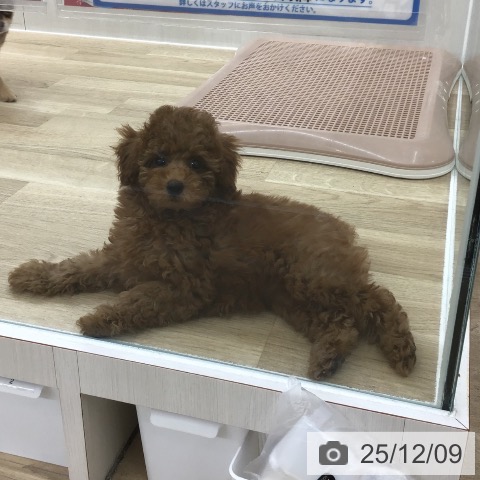 トイ・プードルの写真