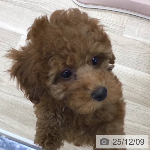 トイ・プードルの写真