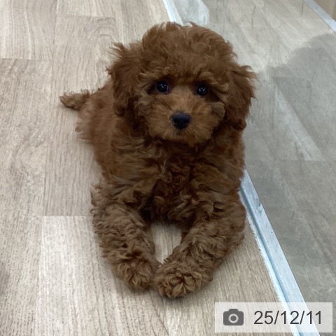 愛知県のトイプードル(トイ) (ペットプラス 千音寺店/2025年10月2日生まれ/女の子/レッド)の子犬の3枚目の画像