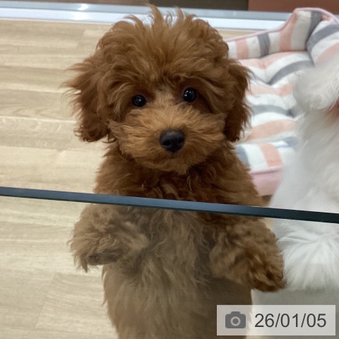 愛知県のトイプードル(トイ) (ペットプラス 千音寺店/2025年10月2日生まれ/女の子/レッド)の子犬の4枚目の画像