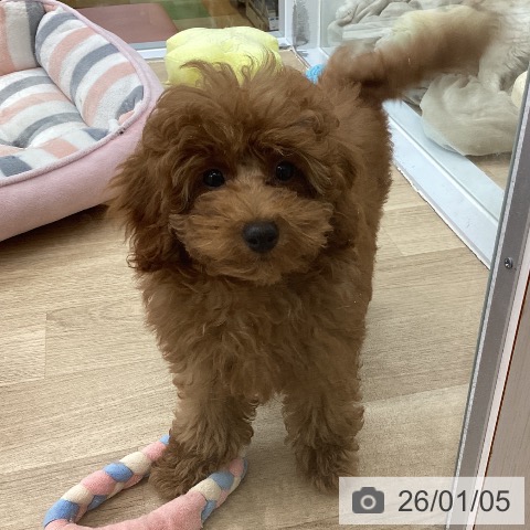 愛知県のトイプードル(トイ) (ペットプラス 千音寺店/2025年10月2日生まれ/女の子/レッド)の子犬の3枚目の画像