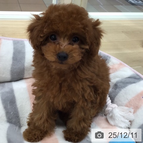 トイ・プードルの写真