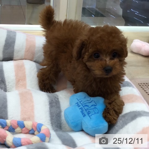 トイ・プードルの写真