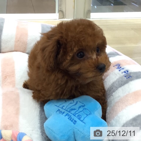 トイ・プードルの写真