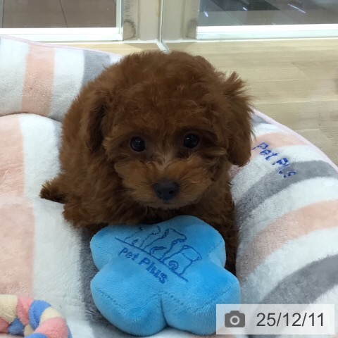 トイ・プードルの写真