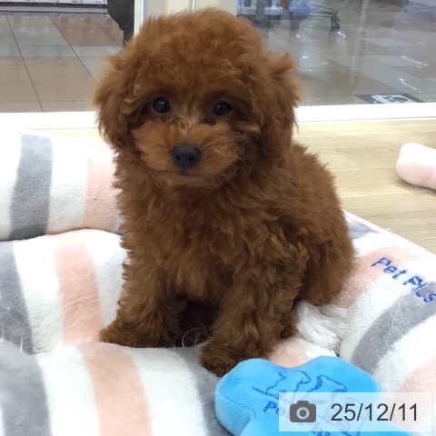 トイ・プードルの写真