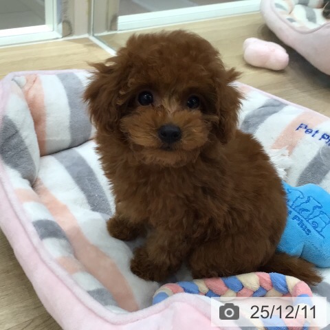 トイ・プードルの写真