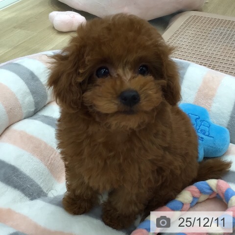 トイ・プードルの写真