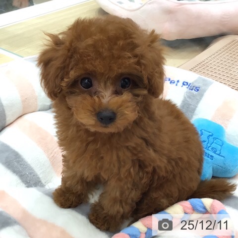 トイ・プードルの写真