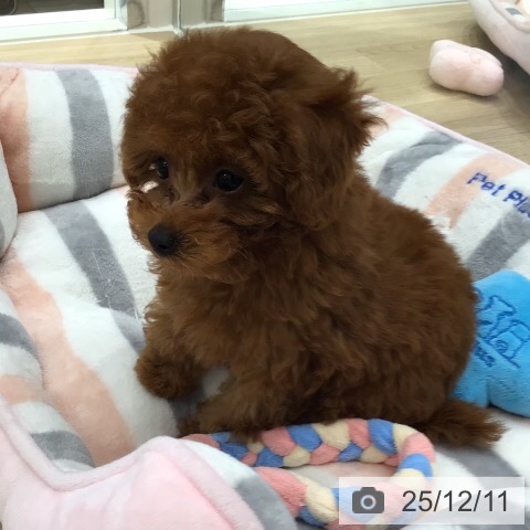 トイ・プードルの写真