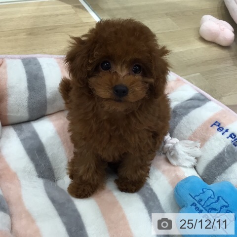 トイ・プードルの写真