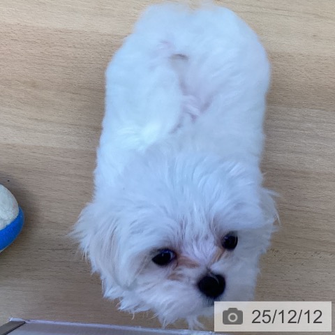 香川県のマルチーズ (ペットプラス 綾川店/2025年10月3日生まれ/男の子/ホワイト)の子犬の3枚目の画像