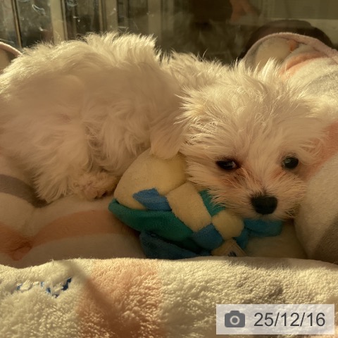 香川県のマルチーズ (ペットプラス 綾川店/2025年10月3日生まれ/男の子/ホワイト)の子犬の3枚目の画像