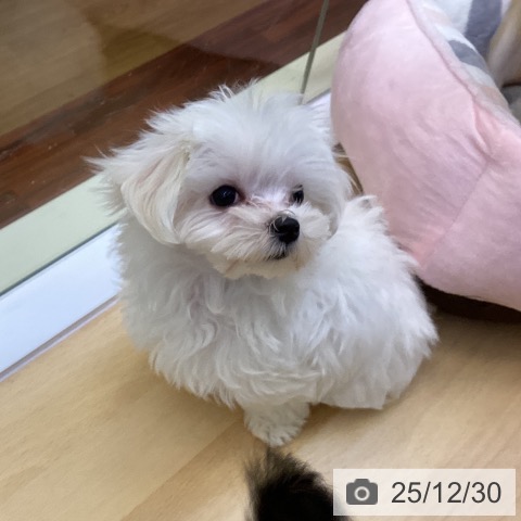 香川県のマルチーズ (ペットプラス 綾川店/2025年10月3日生まれ/男の子/ホワイト)の子犬の3枚目の画像