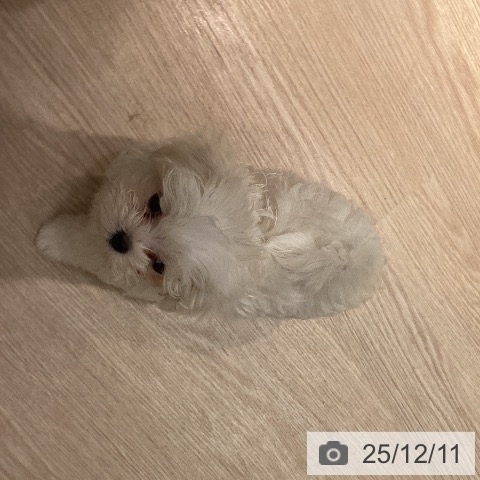 岡山県のマルチーズ (ペットプラス 岡山店/2025年10月3日生まれ/男の子/ホワイト)の子犬の3枚目の画像