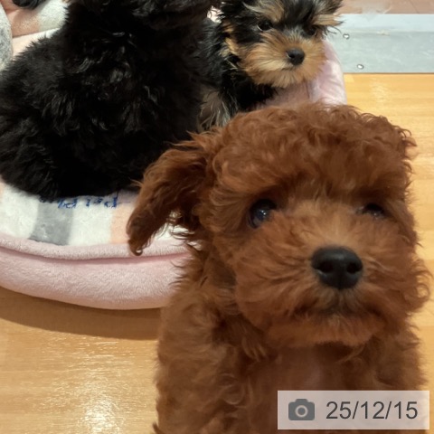 愛知県のトイプードル(トイ) (ペットプラス 名古屋茶屋店/2025年10月2日生まれ/男の子/レッド)の子犬の4枚目の画像