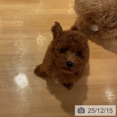 愛知県のトイプードル(トイ) (ペットプラス 名古屋茶屋店/2025年10月2日生まれ/男の子/レッド)の子犬の3枚目の画像