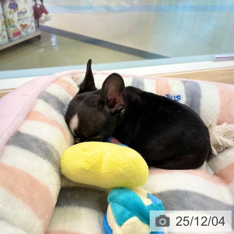 フレンチ・ブルドッグの写真