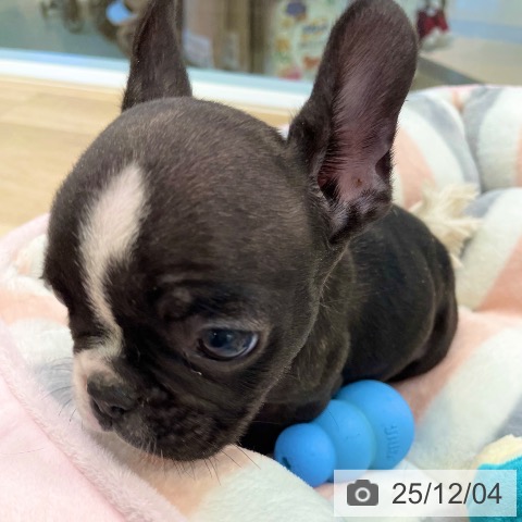 フレンチ・ブルドッグの写真