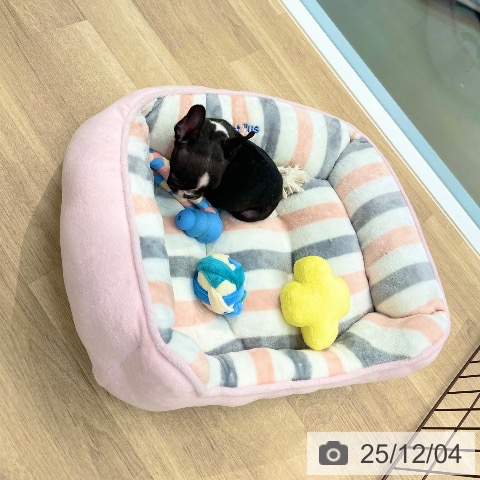 フレンチ・ブルドッグの写真