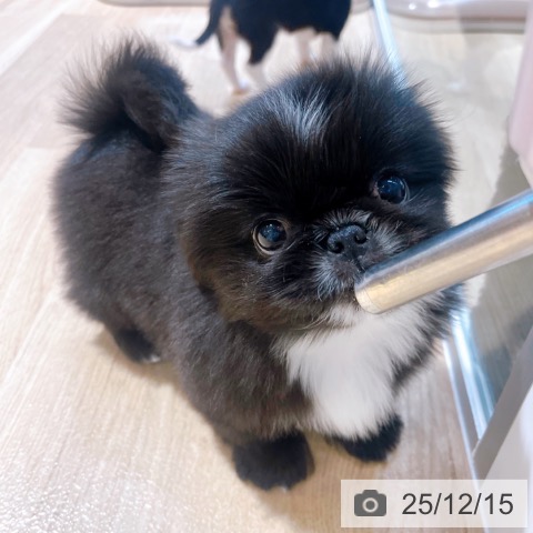 ペキニーズの写真