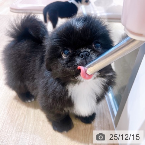 大阪府のペキニーズ (ペットプラス イオン大日店/2025年10月8日生まれ/男の子/ブラック)の子犬の4枚目の画像