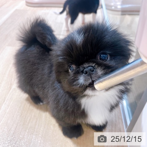 大阪府のペキニーズ (ペットプラス イオン大日店/2025年10月8日生まれ/男の子/ブラック)の子犬の3枚目の画像