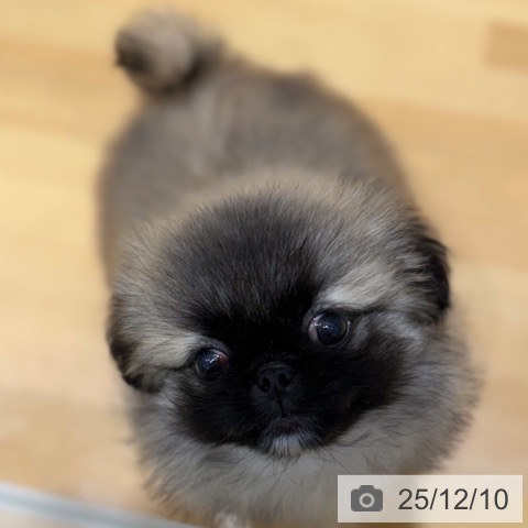 奈良県のペキニーズ (ペットプラス 大和郡山店/2025年10月8日生まれ/男の子/フォーン)の子犬の4枚目の画像