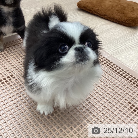 大阪府のペキニーズ (ペットプラス ららぽーと和泉店/2025年10月8日生まれ/男の子/ブラックホワイト)の子犬の4枚目の画像