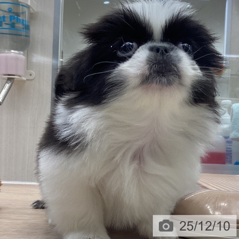 大阪府のペキニーズ (ペットプラス ららぽーと和泉店/2025年10月8日生まれ/男の子/ブラックホワイト)の子犬の3枚目の画像
