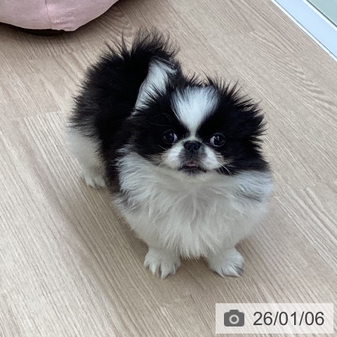 大阪府のペキニーズ (ペットプラス ららぽーと和泉店/2025年10月8日生まれ/男の子/ブラックホワイト)の子犬の3枚目の画像