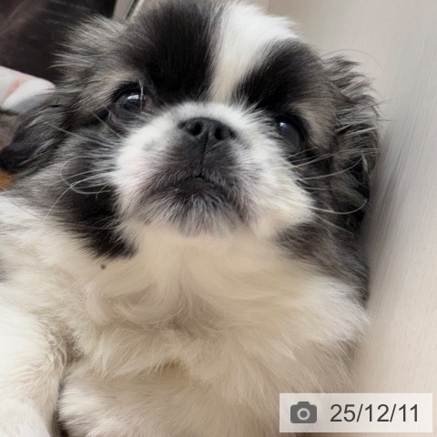 ペキニーズの写真