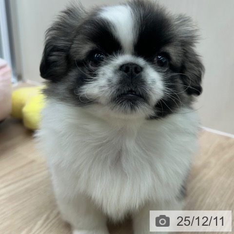 ペキニーズの写真