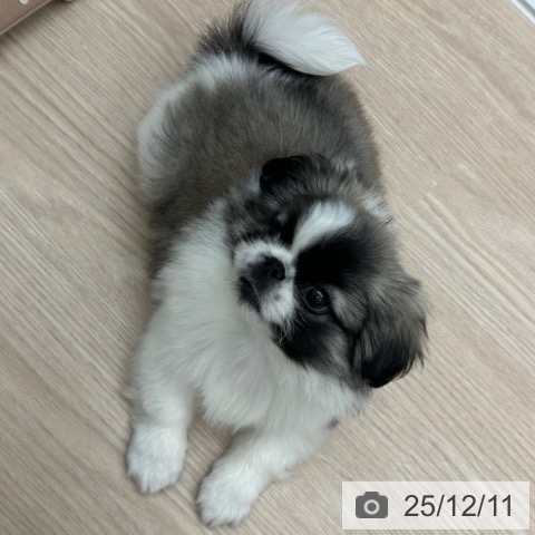 ペキニーズの写真