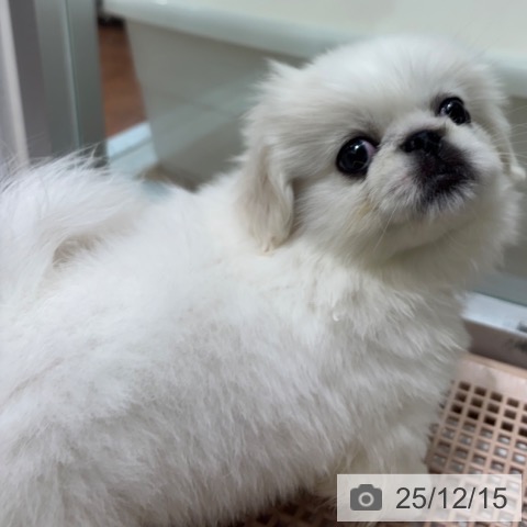 ペキニーズの写真