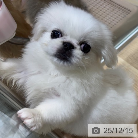 大阪府のペキニーズ (ペットプラス 四條畷店/2025年10月8日生まれ/男の子/クリーム)の子犬の4枚目の画像