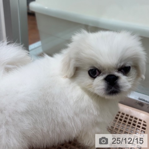 大阪府のペキニーズ (ペットプラス 四條畷店/2025年10月8日生まれ/男の子/クリーム)の子犬の3枚目の画像