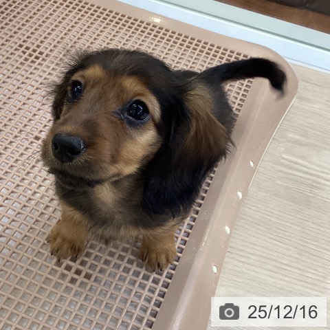 大阪府のカニンヘンダックスフンド(ロング) (ペットプラス ららぽーと和泉店/2025年10月8日生まれ/女の子/レッド)の子犬の4枚目の画像