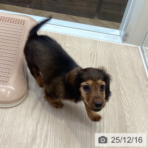 大阪府のカニンヘンダックスフンド(ロング) (ペットプラス ららぽーと和泉店/2025年10月8日生まれ/女の子/レッド)の子犬の3枚目の画像