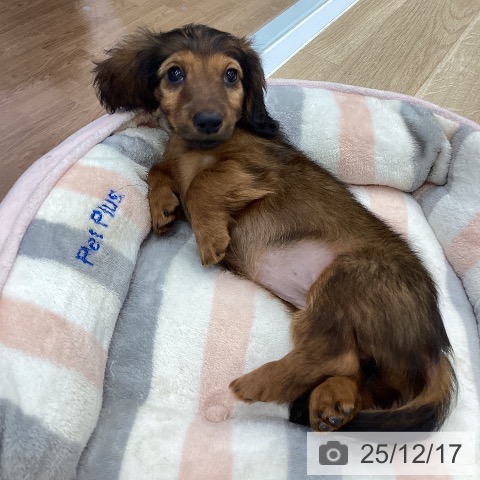 大阪府のカニンヘンダックスフンド(ロング) (ペットプラス りんくう泉南店/2025年10月8日生まれ/女の子/レッド)の子犬の4枚目の画像