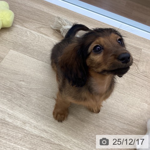 大阪府のカニンヘンダックスフンド(ロング) (ペットプラス りんくう泉南店/2025年10月8日生まれ/女の子/レッド)の子犬の3枚目の画像