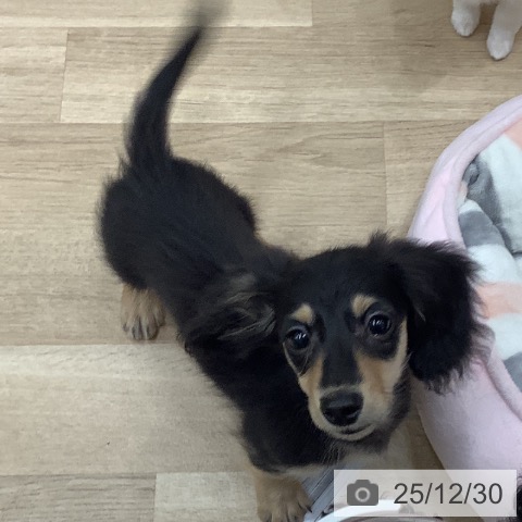 大阪府のカニンヘンダックスフンド(ロング) (ペットプラス 鶴見店/2025年10月7日生まれ/男の子/ブラックイエロー)の子犬の3枚目の画像