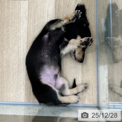 カニーンヘン・ダックスフンドの写真