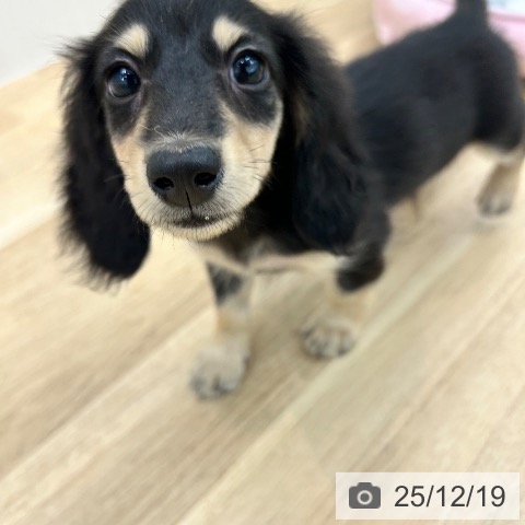 カニーンヘン・ダックスフンドの写真