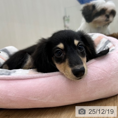 大阪府のカニンヘンダックスフンド(ロング) (ペットプラス 松原店/2025年10月7日生まれ/男の子/ブラックイエロー)の子犬の4枚目の画像