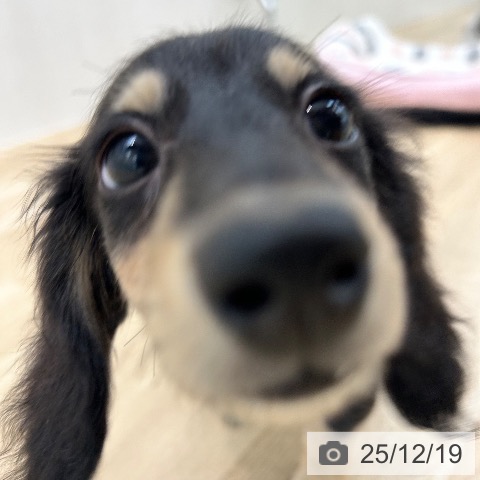 大阪府のカニンヘンダックスフンド(ロング) (ペットプラス 松原店/2025年10月7日生まれ/男の子/ブラックイエロー)の子犬の3枚目の画像